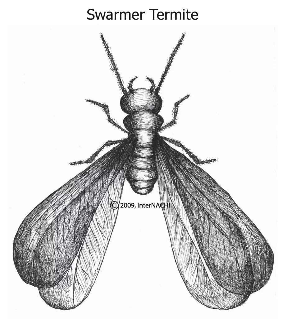 swamer termite
