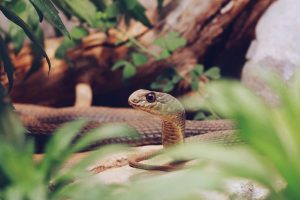 king cobra dangers to home inspectors